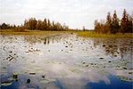 Tn-okefenokee