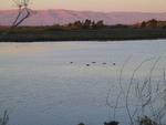 Palo Alto Duck Pond