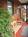 William Page Inn::BedAndBreakfast.com