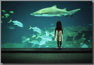 North Carolina Aquarium on Roanoke Island::North Carolina Aquarium on Roanoke Island