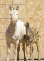 African Safari Wildlife Park::African Safari Wildlife Park