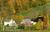 The Inn at Round Barn Farm::BedAndBreakfast.com