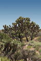 Tn-joshua-tree-extreme-adventure-in-palm-springs-2