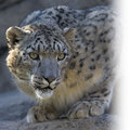 Tn-snow_leopard