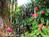 COCONUT COTTAGE BED & BREAKFAST::BedAndBreakfast.com