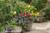 Hacienda Nicholas::BedAndBreakfast.com