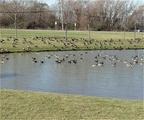 Candlewood Suites - Libertyville