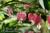 Adair::BedAndBreakfast.com