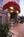Anchorage Grand Hotel::Orbitz