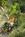 Monteagle Inn::BedAndBreakfast.com