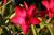 Alta Vista Bed & Breakfast Inn::BedAndBreakfast.com
