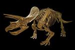 Cleveland Museum of Natural History