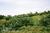 Akaka Falls Hawaii Paradise::BedAndBreakfast.com