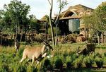 Disney's Animal Kingdom Lodge