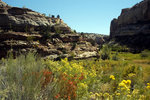 Tn-calfcreek1