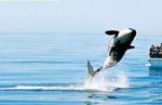 San Juan Safaris - Whale Watching and Kayaking