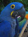Tn-parrot-jungle-island-in-miami-1