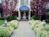 St Francis Arms Sunnyvale from Orbitz