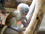 Tn-peat03