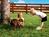 Westgate River Ranch::Priceline.com