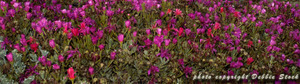 Pebble Beach::Beachcalifornia.com