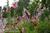 The Garden Cottage Bed & Breakfast::BedAndBreakfast.com