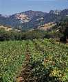 Conn Creek Winery