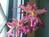 Bayberry Inn Bed & Breakfast::BedAndBreakfast.com