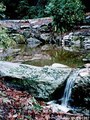 Washington Park Arboretum