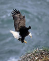 Tn-300px-haliaeetus_leucocephalus2