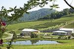 DelFosse Vineyards and Winery