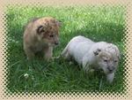 West Virginia Zoo at Hovatter's Wildlife Zoo