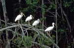 St. Licie Inlet State Preserve