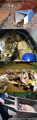 Tn-enrich-composite