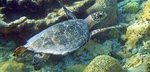 Buck Island Reef National Monument