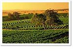 Kalyra Winery
