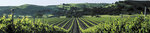 Firestone Vineyard