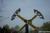 Kennywood Park::ThrillNetwork.com
