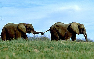 Nashville Zoo at Grassmere::Nashvillezoo