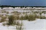 The Beaches of St. George Island
