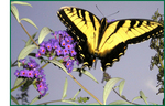Tn-tigerswallowtailbutterfly