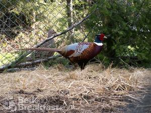 Pheasant Meadow Bed & Breakfast::BedAndBreakfast.com