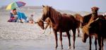 Tn-es_berlin_assateague_pan
