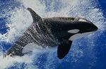 Seaworld::ThrillNetwork.com
