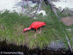 Animal Kingdom::ThemeParksOnline