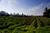 Whitehall Lane Winery::Whitehall Lane Winery