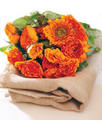 Tn-calendula