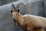 BATON ROUGE ZOO