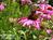 Cooper Hill Inn::BedAndBreakfast.com
