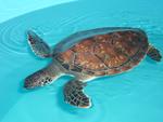 Sea Turtle Inc.